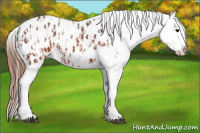 Horse Color:Brown Appaloosa  and Brown Frame Appaloosa 
