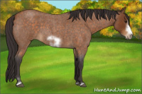 Horse Color:Buckskin Roan Sabino Frame 