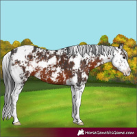 Horse Color:Brown Sabino 