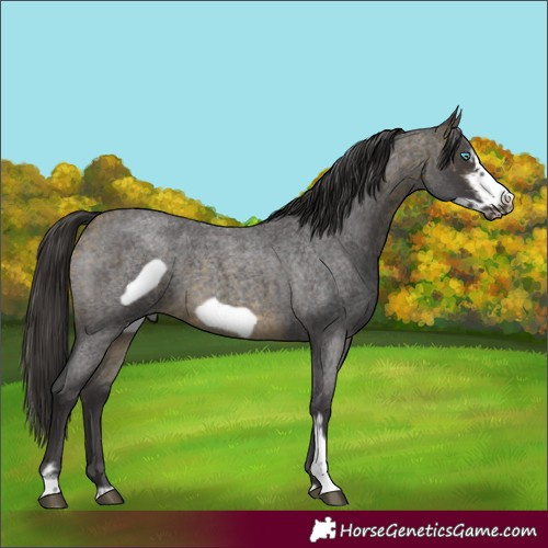 Horse Color:Buckskin Roan Sabino Frame 