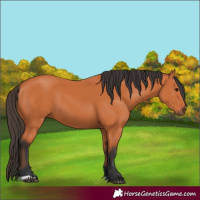 Horse Color:Bay 