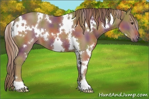 Horse Color:Nacre White Spotted Chestnut 