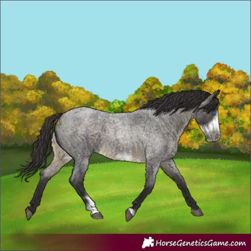 Horse Color:Buckskin Roan Sabino Frame 