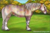 Horse Color:Nacre Silver Bay Onyx 