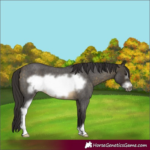 Horse Color:Buckskin Roan Sabino Frame 