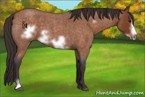 Horse Color:Buckskin Roan Sabino Frame