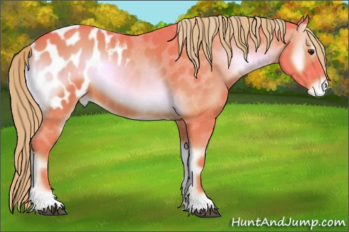 Horse Color:Watercolor Red Onyx Appaloosa 
