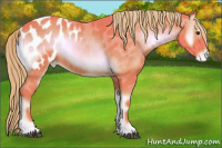 Horse Color:Watercolor Red Onyx Appaloosa 