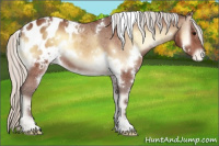Horse Color:White Spotted Silver Brown Onyx Appaloosa 