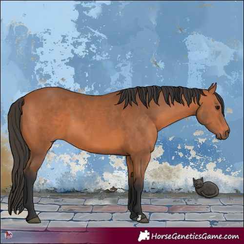 Horse Color:Bay 