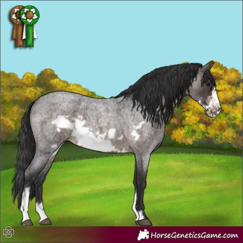 Horse Color:Brown Roan Sabino Frame 