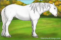 Horse Color:White Spotted Silver Black Appaloosa