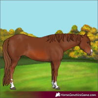Horse Color:Chestnut 