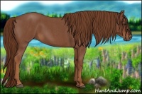 Horse Color:Red Roan