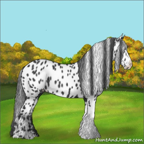 Horse Color:Black Appaloosa