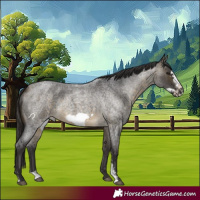 Horse Color:Buckskin Roan Sabino Frame 