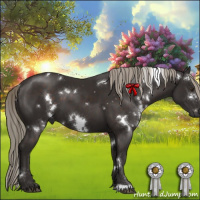 Horse Color:White Spotted Liver Chestnut 