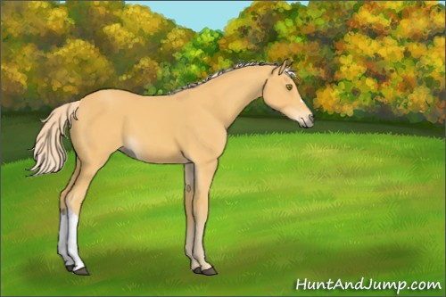 Horse Color:Palomino