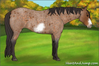 Horse Color:Buckskin Roan Sabino Frame 