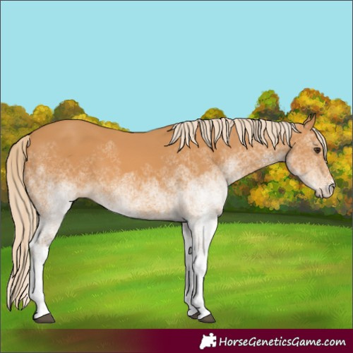 Horse Color:White Spotted Chestnut