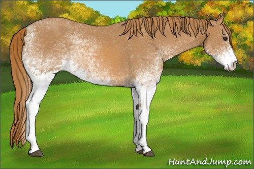Horse Color:White Spotted Chestnut 