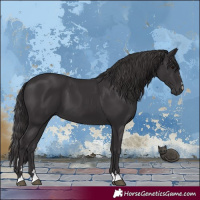 Horse Color:Smoky Black 