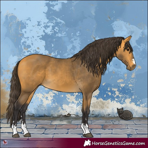 Horse Color:Buckskin 