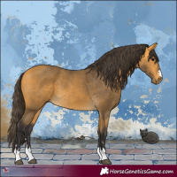 Horse Color:Buckskin 