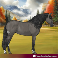 Horse Color:Grullo Rabicano 