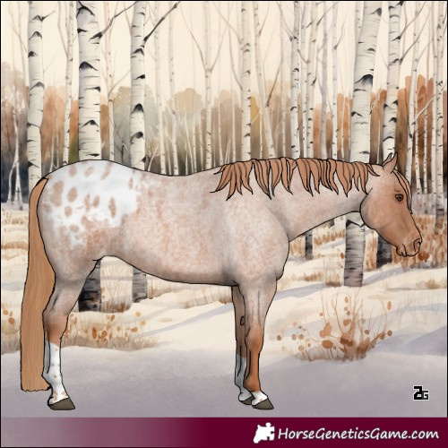 Horse Color:Red Roan Tobiano Appaloosa 
