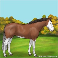 Horse Color:Bay Splash 