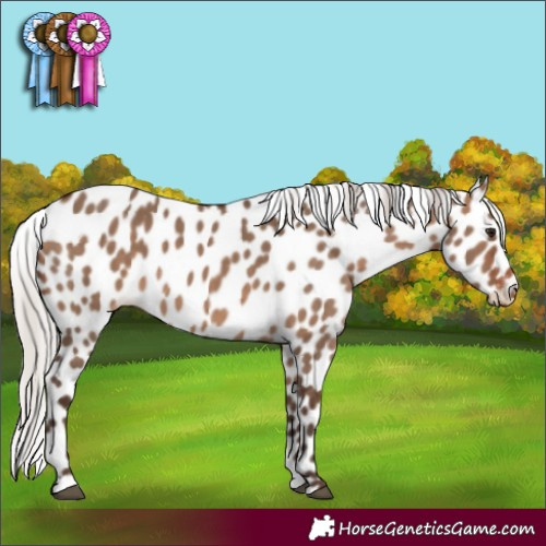 Horse Color:Silver Brown Dun Leopard 