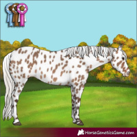 Horse Color:Silver Brown Dun Leopard 
