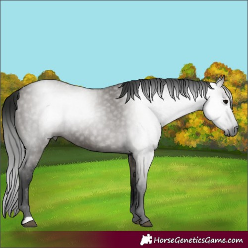 Horse Color:Gray Grullo 