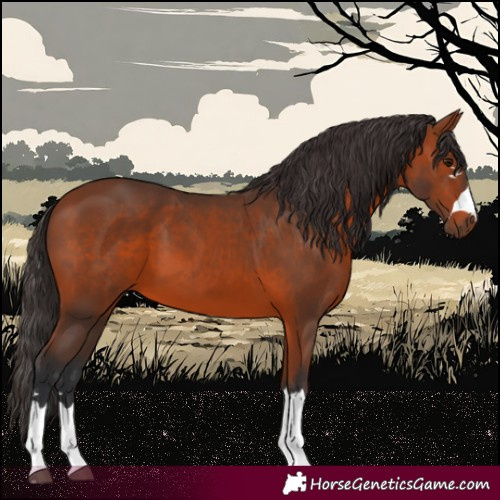 Horse Color:Bay 
