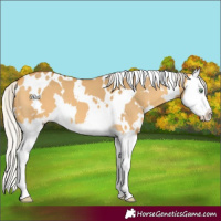 Horse Color:White Spotted Silver Buckskin Dun Splash
