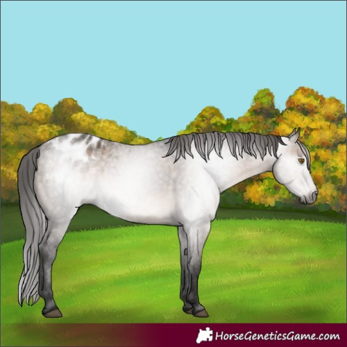 Horse Color:Gray Brown Dun Mushroom Blanket Rabicano