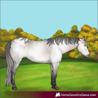 Horse Color:Gray Brown Dun Mushroom Blanket Rabicano