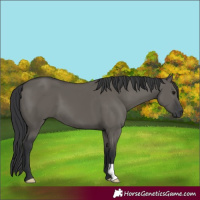 Horse Color:Grullo