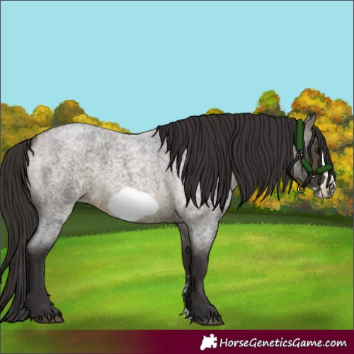 Horse Color:Buckskin Roan Sabino Frame
