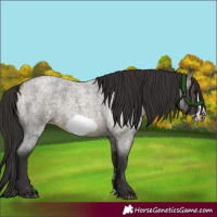 Horse Color:Buckskin Roan Sabino Frame 