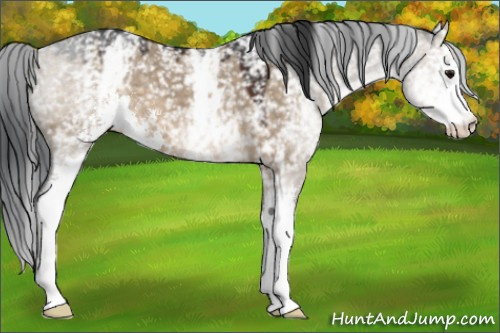 Horse Color:White Spotted Brown Dun Sabino