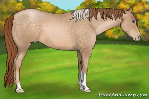 Horse Color:Buckskin Pearl Sabino Tobiano 