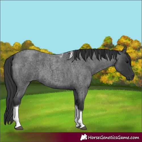 Horse Color:Blue Roan Tobiano 