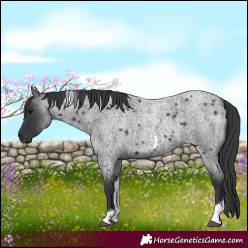 Horse Color:Blue Roan Tobiano 