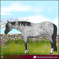 Horse Color:Blue Roan Tobiano