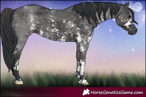 Horse Color:Black Sabino