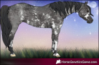 Horse Color:Black Sabino