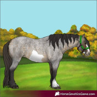 Horse Color:Buckskin Roan Sabino Frame 