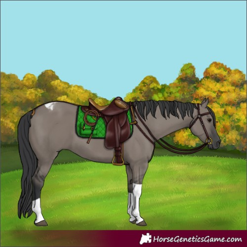 Horse Color:Grullo Tobiano 